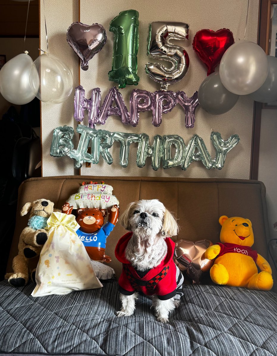 komat1971's tweet photo. 2026.1.24(土)

こんばんは🌇

今日はカール🐶の15歳の誕生日🎊🍰🎁㊗️だったので皆んなでお祝いしました✨

🎁はハーネスをあげました💕

健康に気をつけて元気に楽しく一緒に過ごし���行きたいです。

#シーズー #shihtzu #carl #愛犬 #犬のいる暮らし #犬のいる生活 #犬好きさんと繋がりたい #誕生日 https://t.co/zc2AGVpD9r