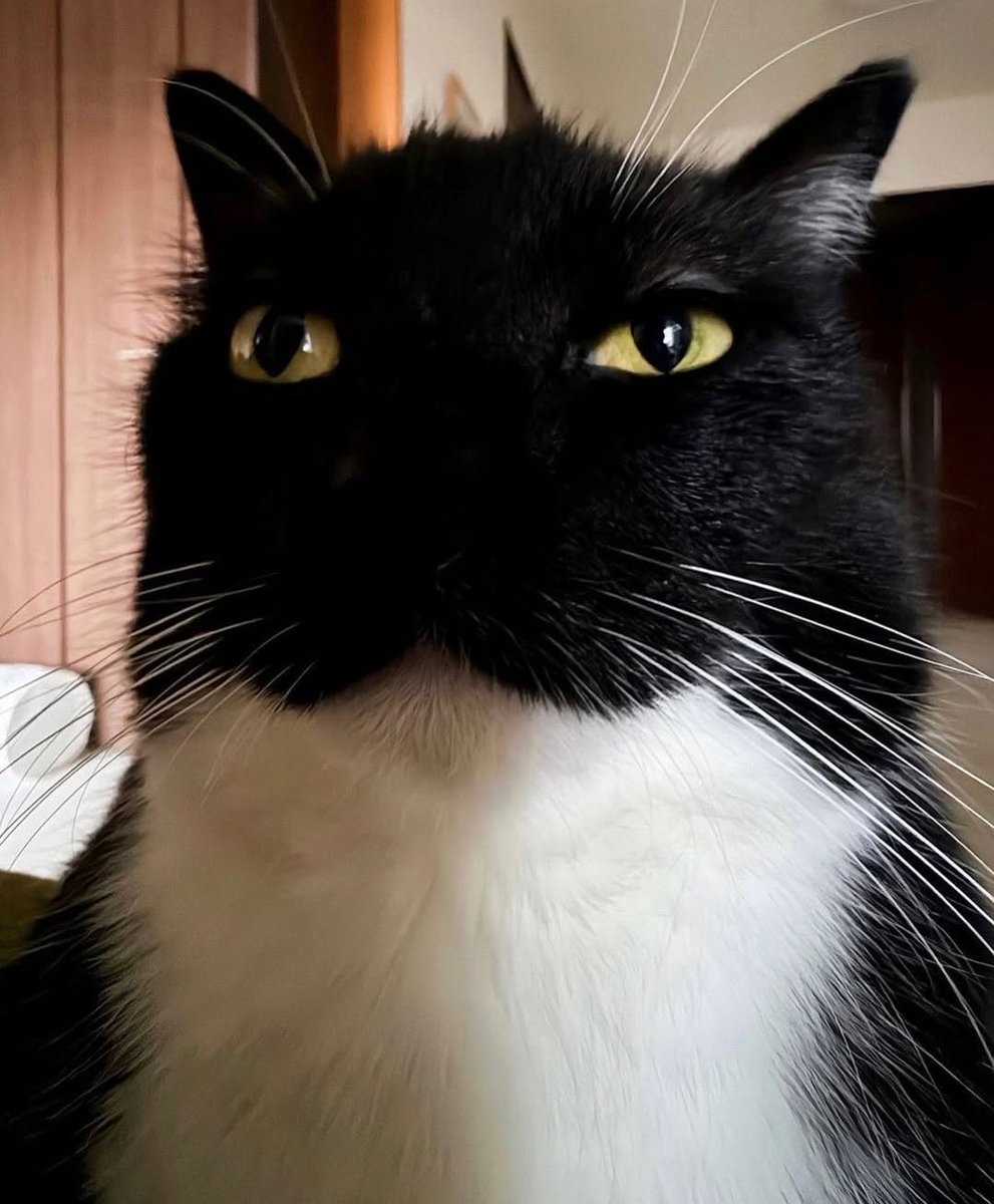 SONO LE 3:00, LA NOTTE AVVOLGE LA CITTÀ. È IL MOMENTO PER I SUPEREROI DI ENTRARE IN AZIONE CORRENDO E MIAGOLANDO PER CASA SENZA ALCUN MOTIVO