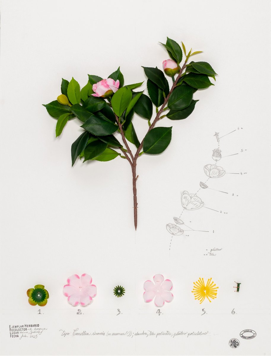 Alberto Baraya
Camelia 11. Expedición Camelias. Herbario de plantas artificiales, 2025
Objetos encontrados (alambre, poliéster, polipropileno), fotografía, dibujo a lápiz y sellos sobre cartón.
60 x 45 x 6 cm

#AlbertoBaraya