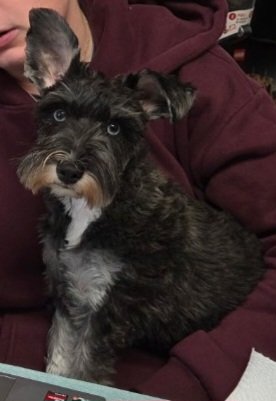 donna_mccance's tweet image. #Grandpuppy "March" update! ❤️

She knows she's a beauty! 🥰

Happy Saturday, and stay safe &amp;amp; warm folks! 🥶🙏

#TheyGrowSoFast
#MiniatureSchnauzer