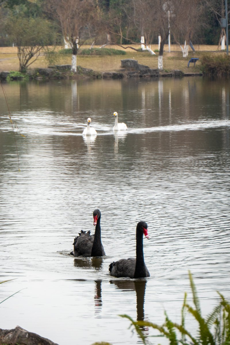 renhongji1990's tweet image. 今天的校园～
#CQU