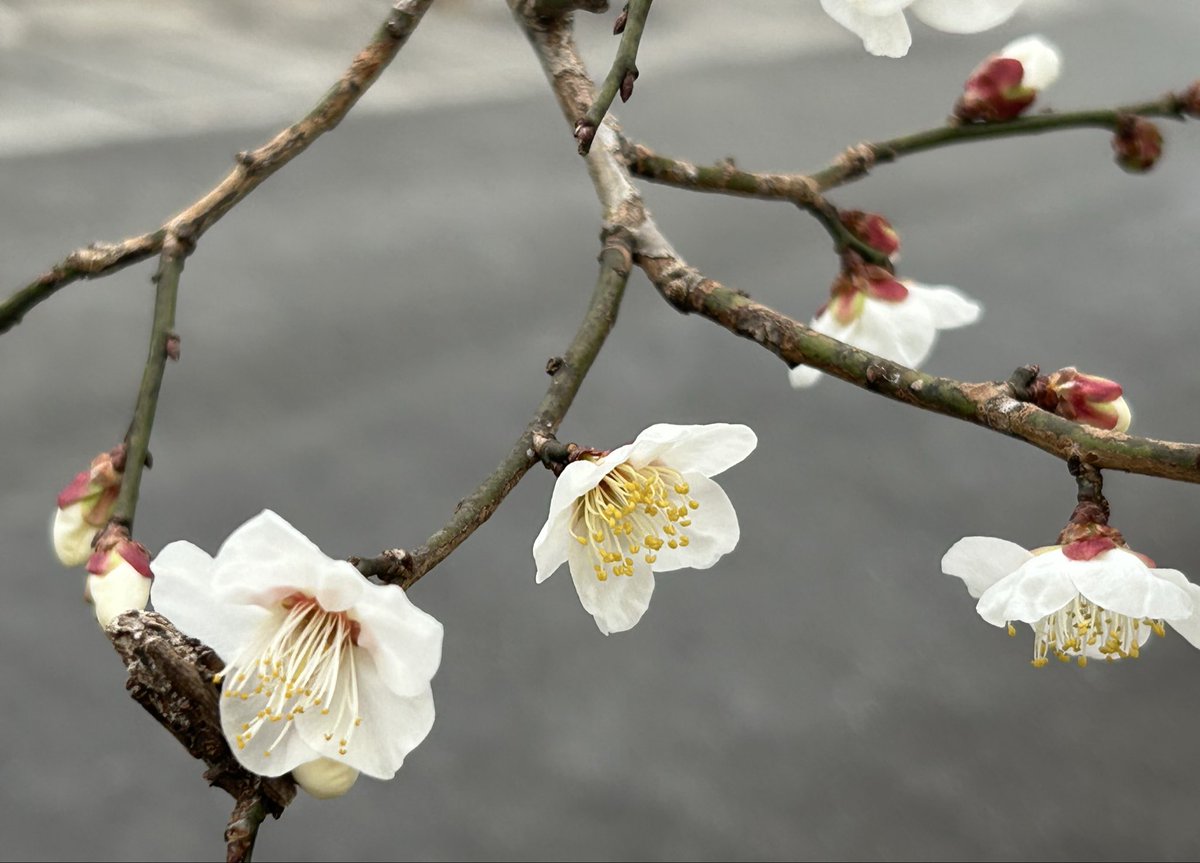 のぶあき🎵不具合絶好調🎵🎶 (@nobuaki1959) / Posts / X