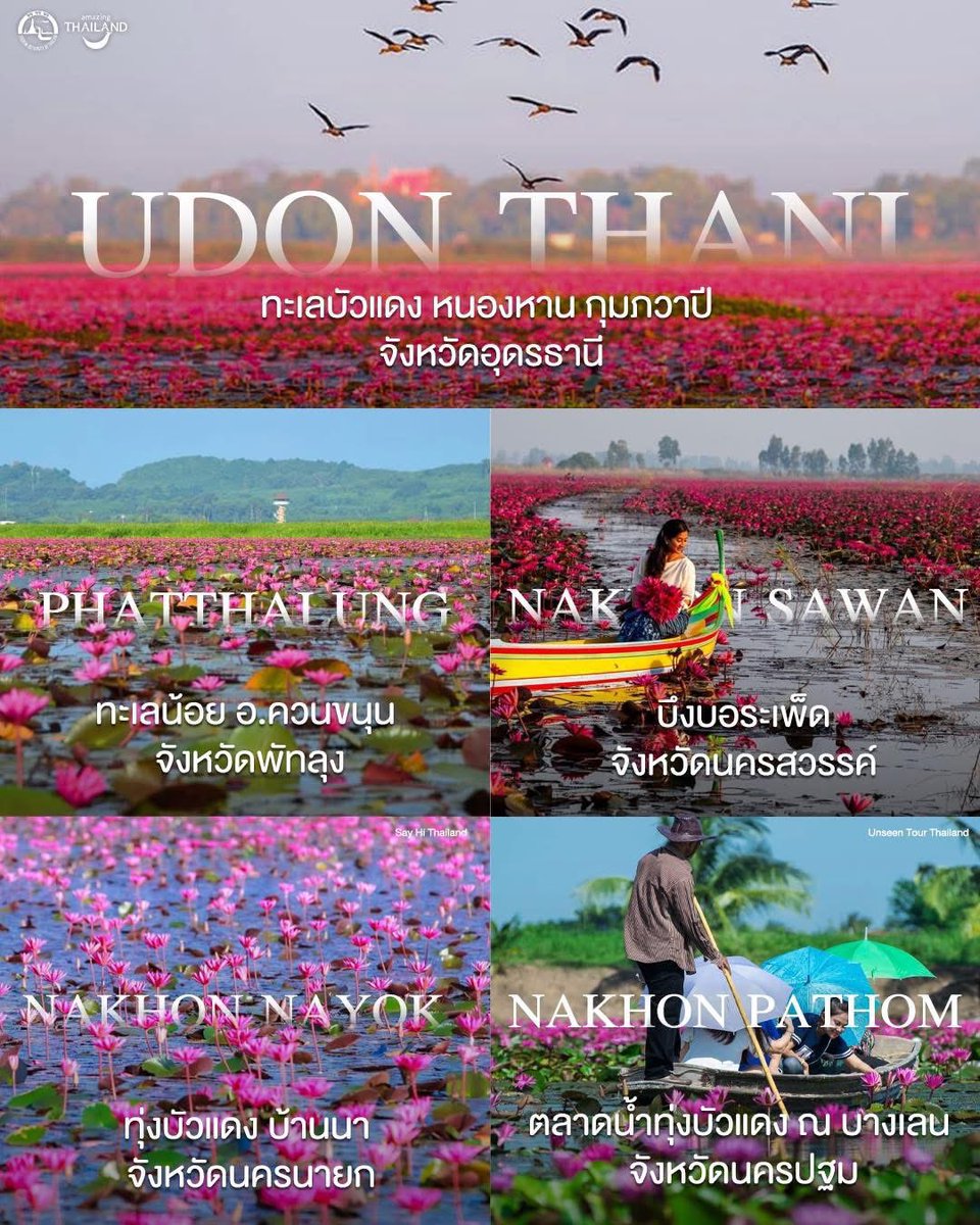 personalstuffs's tweet image. 💕🪷🌸 ทะเลบัวแดง Red Lotus Sea 💕🪷🌸

ไม่ได้มีเพียงแต่ที่ 

🪷 หนองหาน กุมภวาปี จ.อุดรธานี และ 
🪷 ทะเลน้อย อ.ควนขนุน จ.พัทลุง นะคะ

ยังมีที่ 

🪷 บึงบอระเพ็ด จ.นครสวรรค์
🪷 บ้านนา จ.นครนายก
🪷 บางเลน จ.นครปฐม

Amazing Thailand จริงๆ ค่ะ 🥰🪷🛶

ไปเที่ยวชมดอกบัวสีชมพูสวยๆ…
