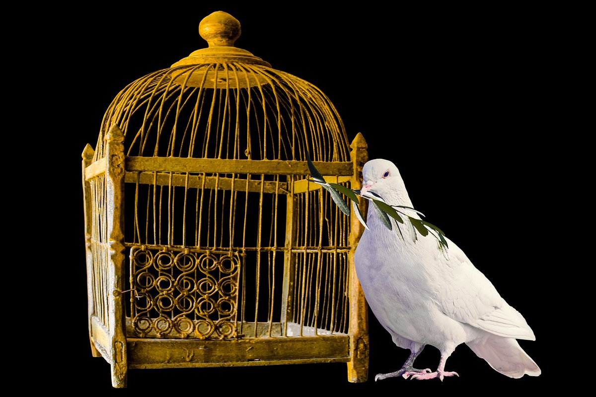 william schuh tweet media