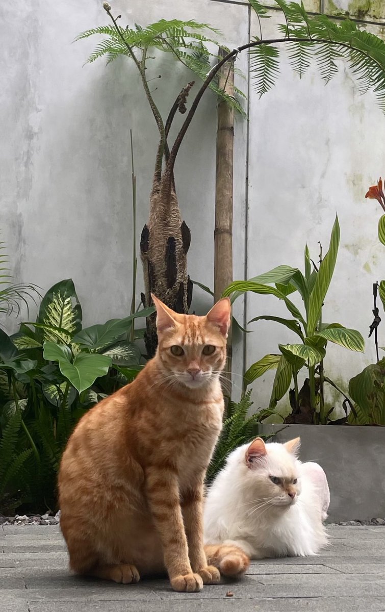 anjarsite's tweet photo. Adopsi kucing.. ga cuma tikus, ular, kadal, kecoak jg disikat https://t.co/wwWGuoaNao