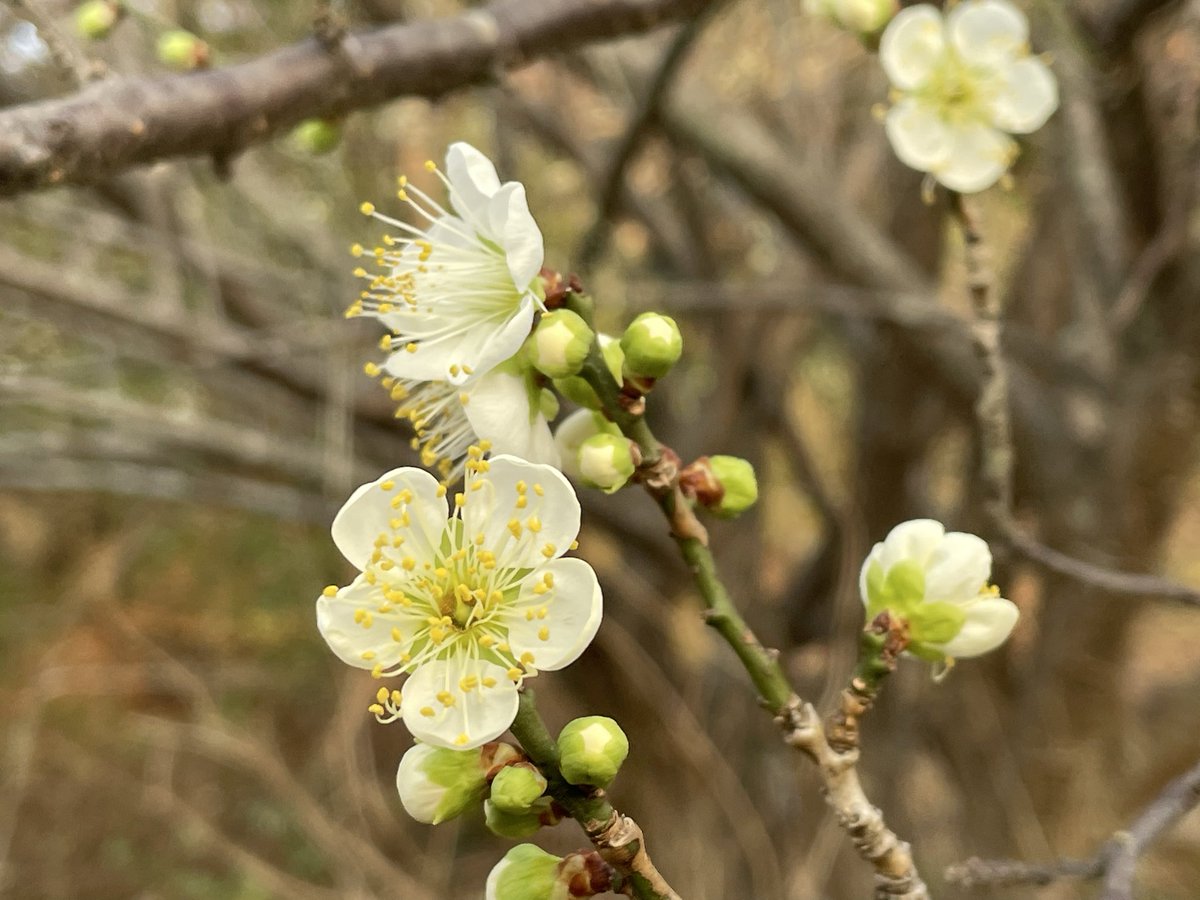 namej's tweet image. 매화가 폈음