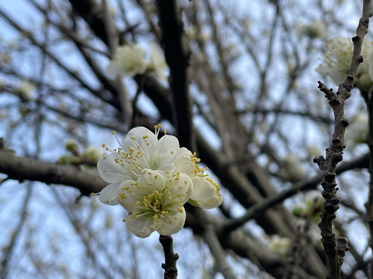 namej's tweet image. 매화가 폈음