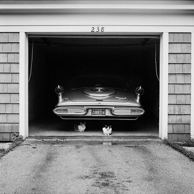 womensart1's tweet photo. Celebrated US street photographer, Vivian Maier, Untitled, 1957, Cars in Garage with Cats #womensart #StreetArtWeek https://t.co/BkPiKfTQsV