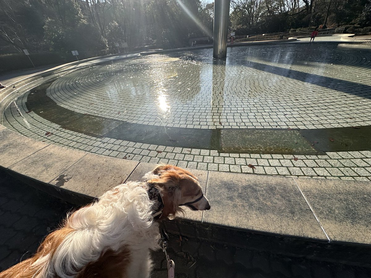 Narrowpeakpoint's tweet photo. 今年は例年よりも凍るのが早い💦
12月の時点でもチラホラ凍ってた🥶
朝晩めちゃくちゃ寒いもんね*🥶💨*
#borzoi #borzoitwt
#russianwolfhound
#huntingdog #hunterdog
#ボルゾイ #ロシアンウルフハウンド
#超大型犬 #超大型犬のいる暮らし
#狩猟犬 #ロシア https://t.co/oelz5fNonf