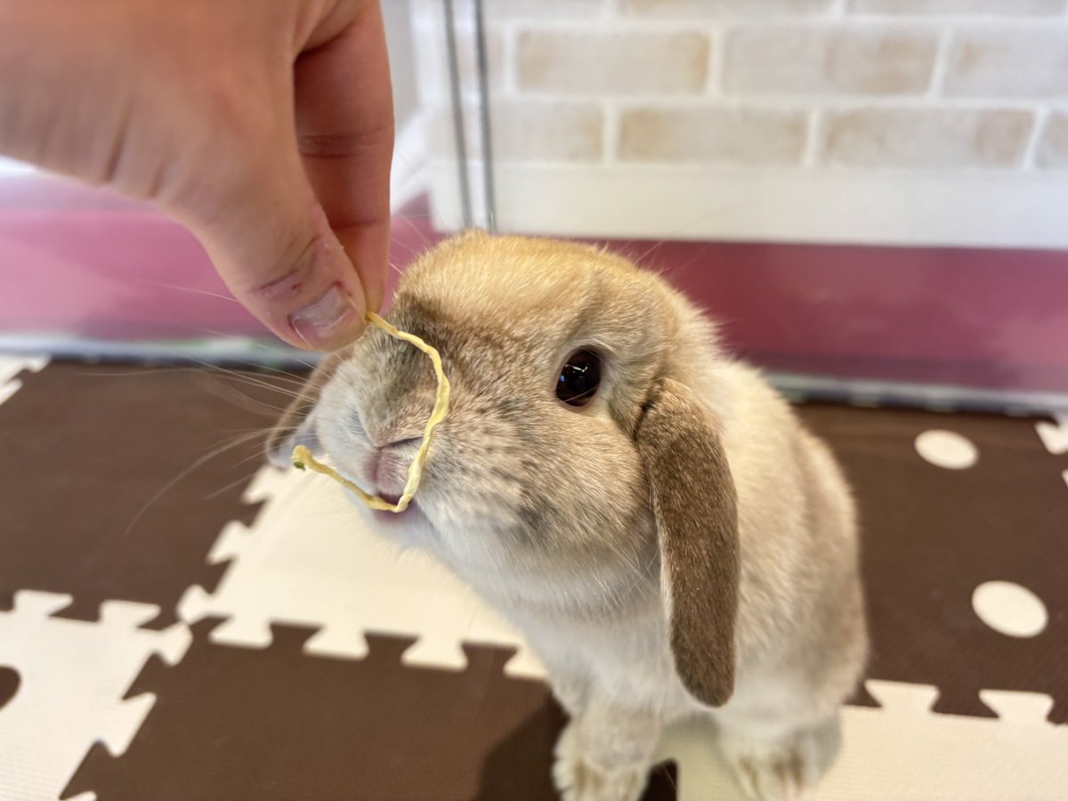 うさぎのしっぽ　うさぎのフード 来週はうさフェスタ！！ : うさぎブログ うさぎのしっぽ公式ブログ