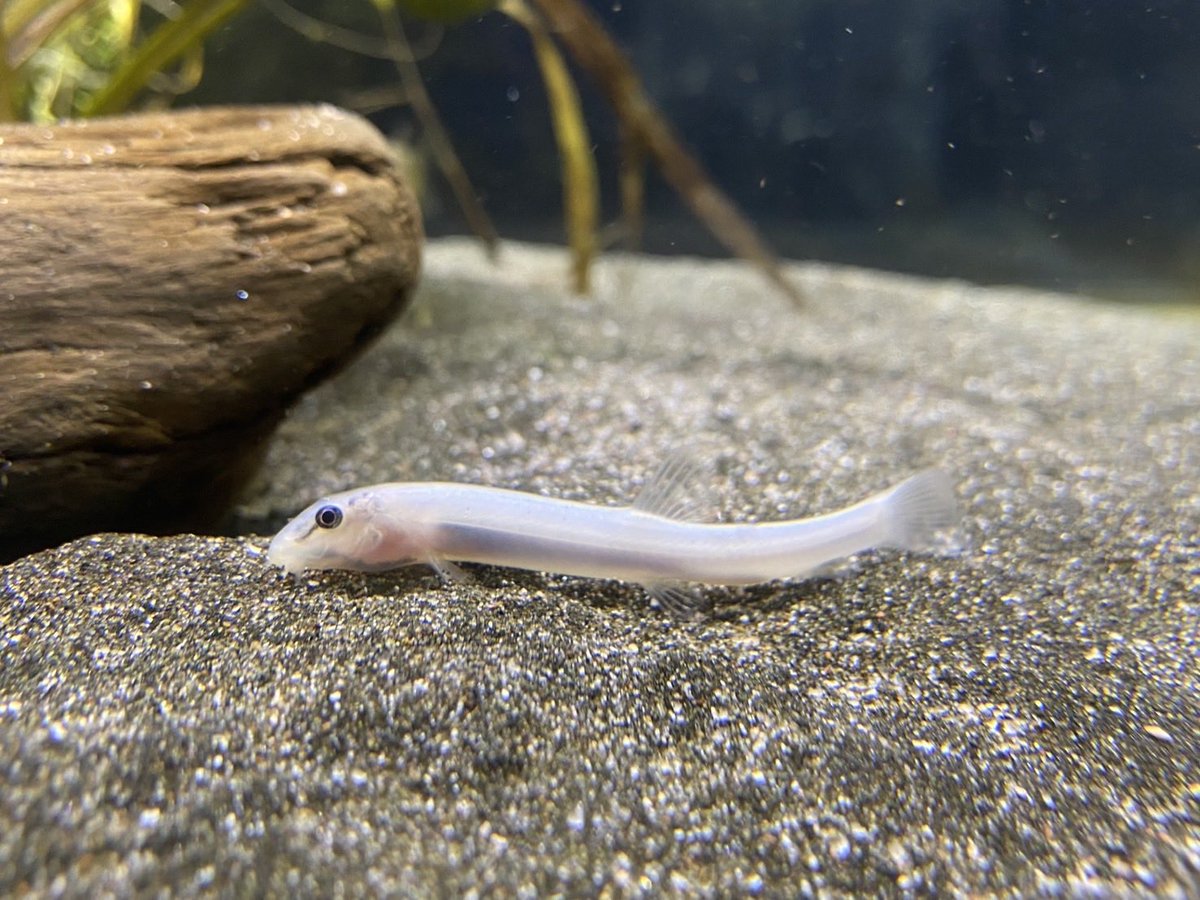 ファントムー生物観察形態ー (@ZwmwwAHrZE2vFTi) / Posts / X