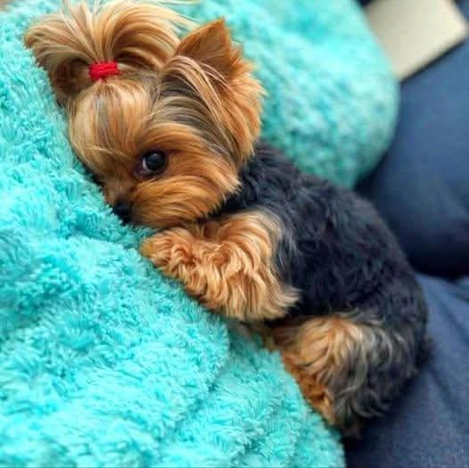 Mr_Husky1's tweet image. I adopted this dog and she needs a name. I'm lost because I feel like there's no name that fits her.
By Ikhlas