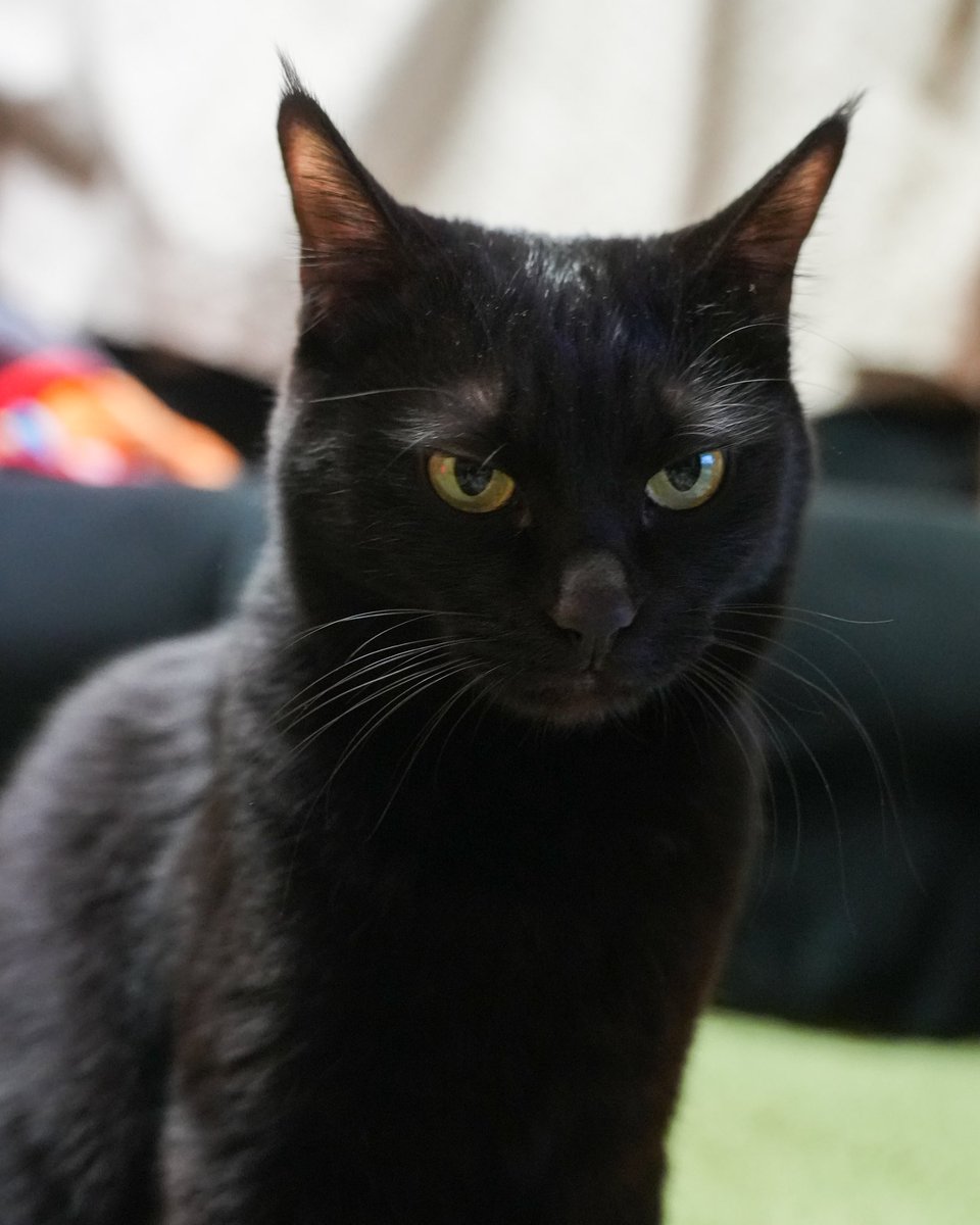 ムスッ #猫 #黒猫 #blackcat