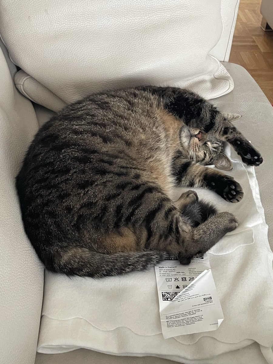 Pünktchen von den #nordstadtkatzen 
Seit Chili nicht mehr da ist, spielt Pünktchen nicht mehr und sie legt sich auch nicht mehr auf meinen Schoß. 😿
Sie hat es geliebt, Invisibobbles zu jagen. Sie hat kein Interesse mehr. 😕