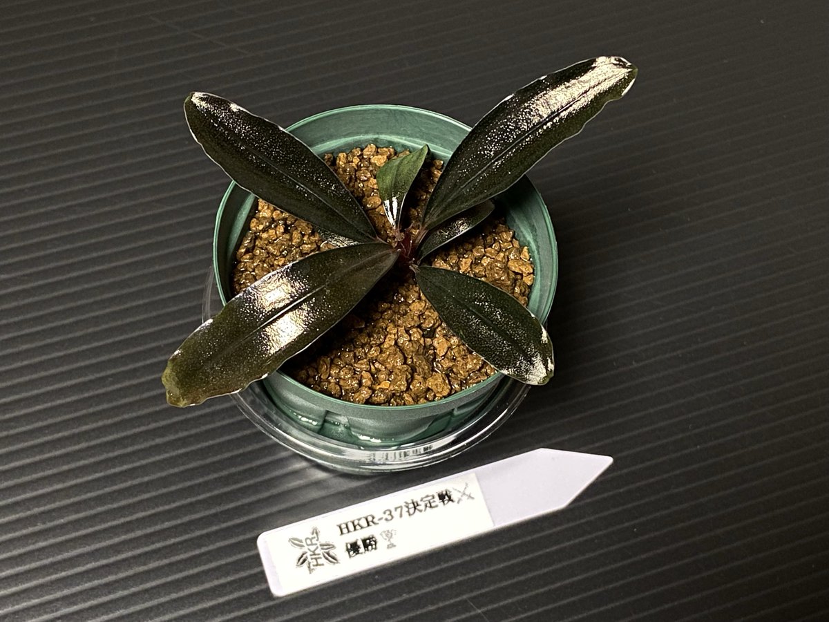 Bucephalandra cv. HKR-67 Hybrid #ブセファランドラ #ブセ実生