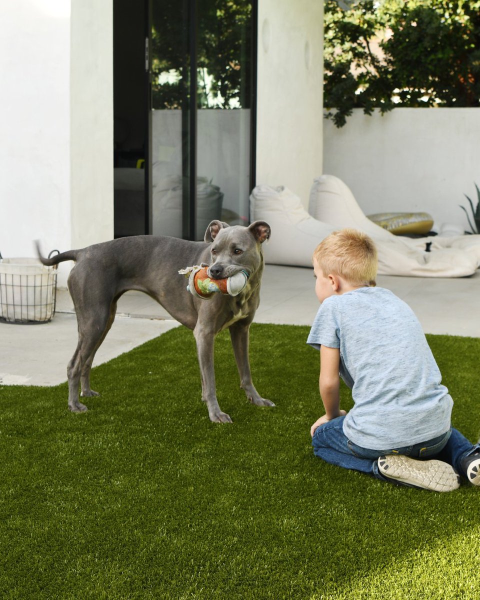 K9Grass's tweet photo. You don’t need to adopt to change a life 🐶 Sometimes, it’s as simple as giving them a healthier place to run, roll, and play. K9Grass: safe, clean, and loved by pets everywhere!

Learn how to change a pet’s life with K9Grass: https://t.co/BKDh84WZeP https://t.co/BLCeVYtZiG