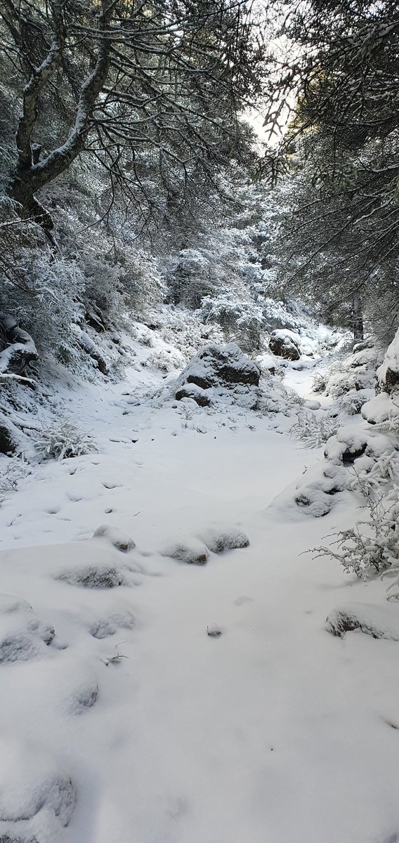 kikeboqueron's tweet photo. Sierra de las Nieves hoy 24 de Enero https://t.co/Ghwng0d5en
