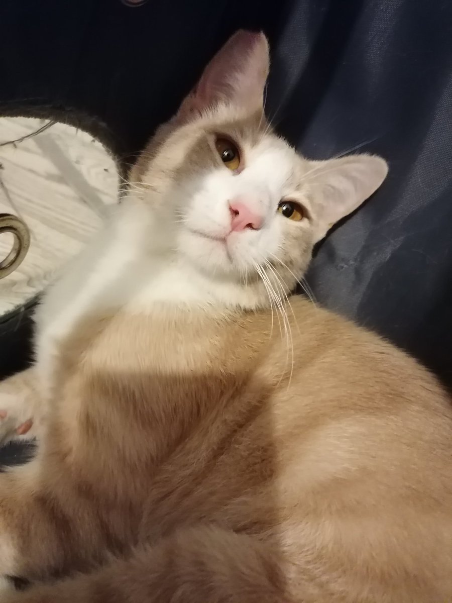 zelihaElcioglu's tweet image. Sokak canlarımız Sakız ve sürmelinin kısırlaştırma masraflarına Destek olmak istermisiniz.