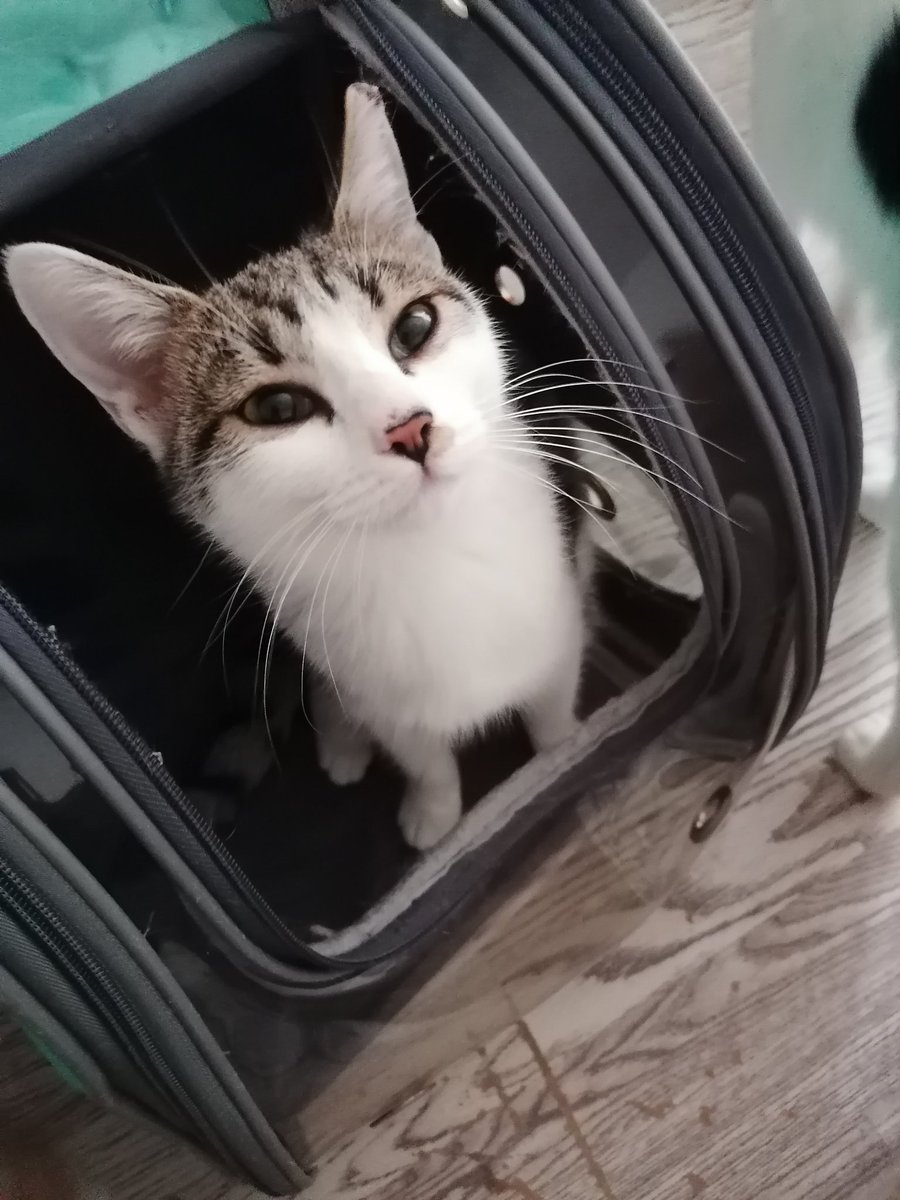 zelihaElcioglu's tweet image. Sokak canlarımız Sakız ve sürmelinin kısırlaştırma masraflarına Destek olmak istermisiniz.