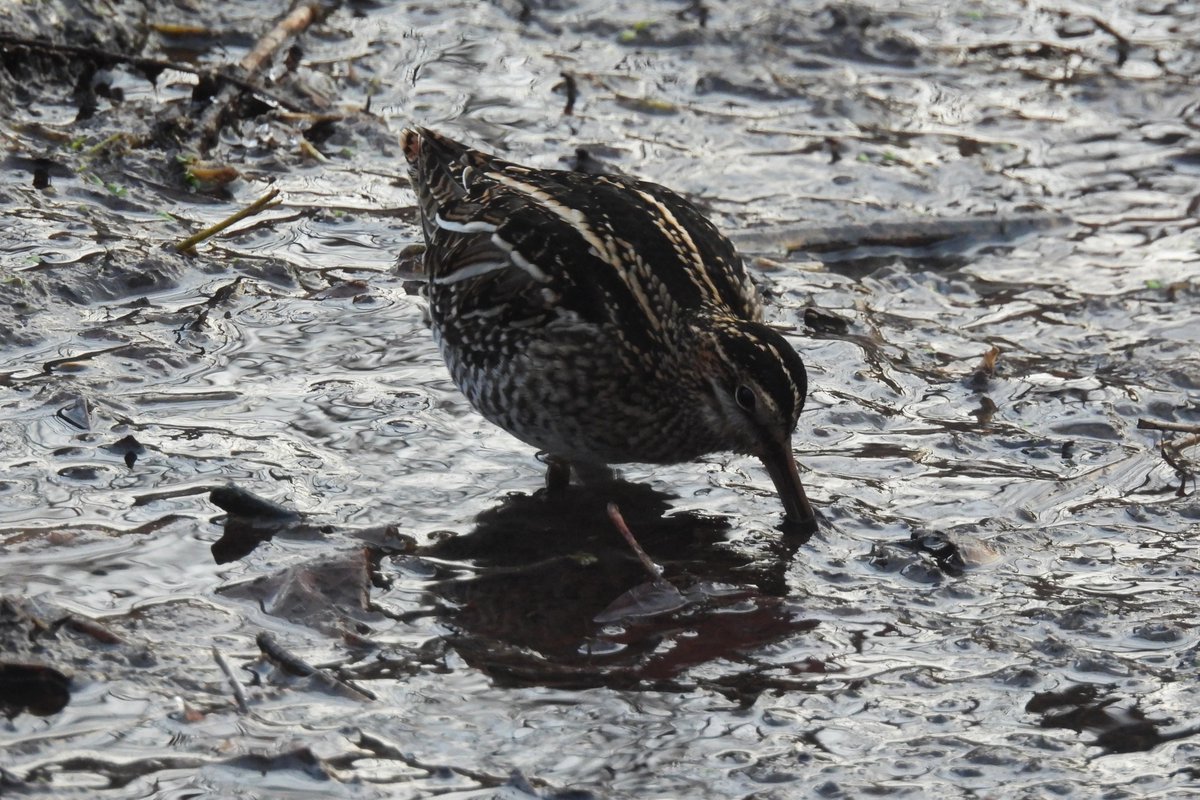 Larry Gaugler tweet media