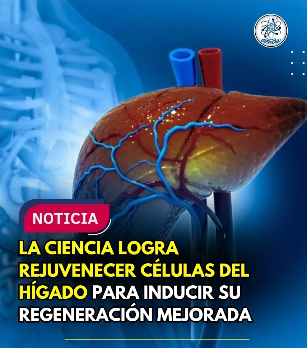 👨🏻‍⚕️🚨 La medicina regenerativa está tras el objetivo de desarrollar métodos eficaces que permitan regenerar, reparar o reemplazar las células de tejidos y órganos dañados. Esto permitiría restaurar la vitalidad y funcionalidad de las células que se alteran tras procesos