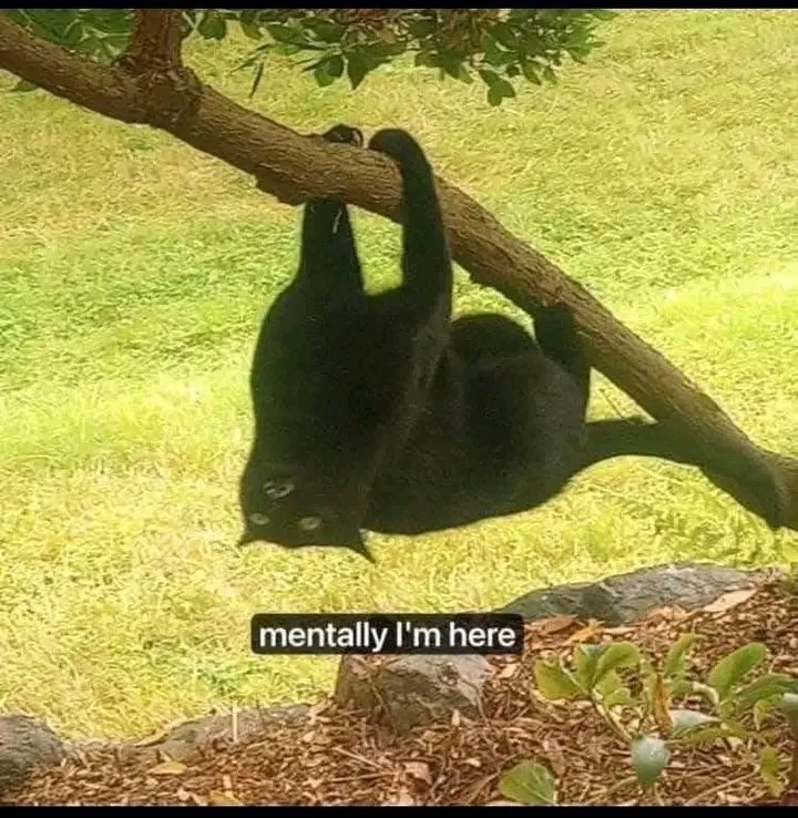 No Context Cats tweet media