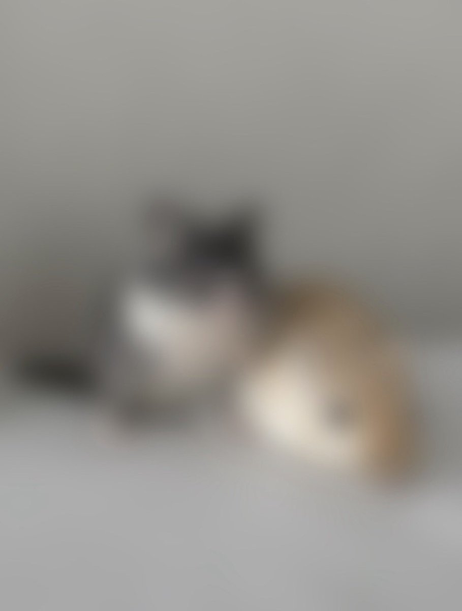 うちのかわいいネズミはこのこたちです🐀
#劇場版チェンソーマン