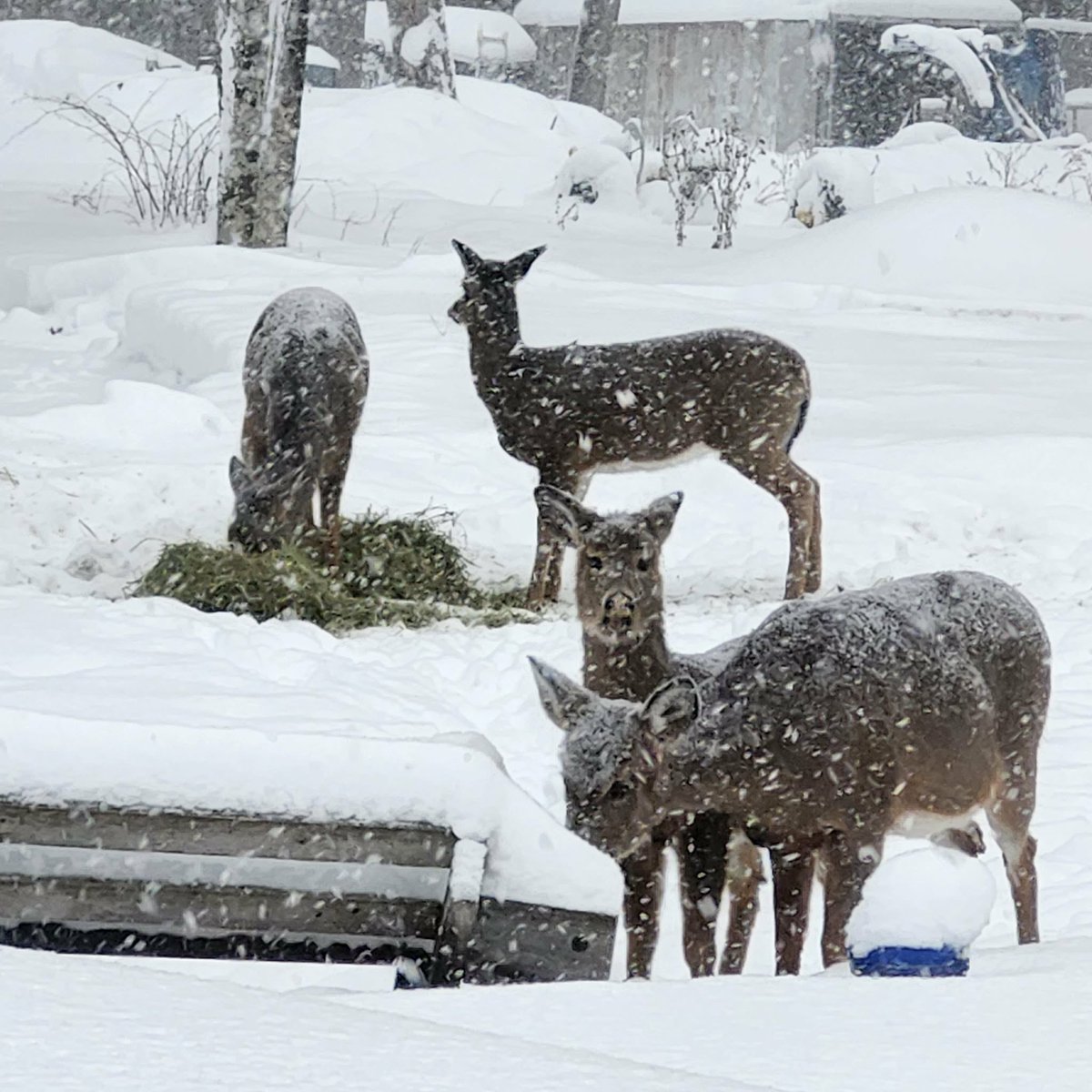 JanetWi08991735's tweet photo. @BethMooreLPM Deer having breakfast in Bancroft, Ontario Canada. Snow, snow and more snow. https://t.co/7vrcF7Vbex