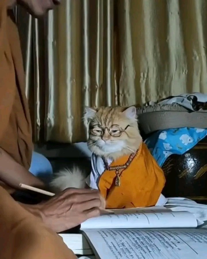 No Context Cats tweet media