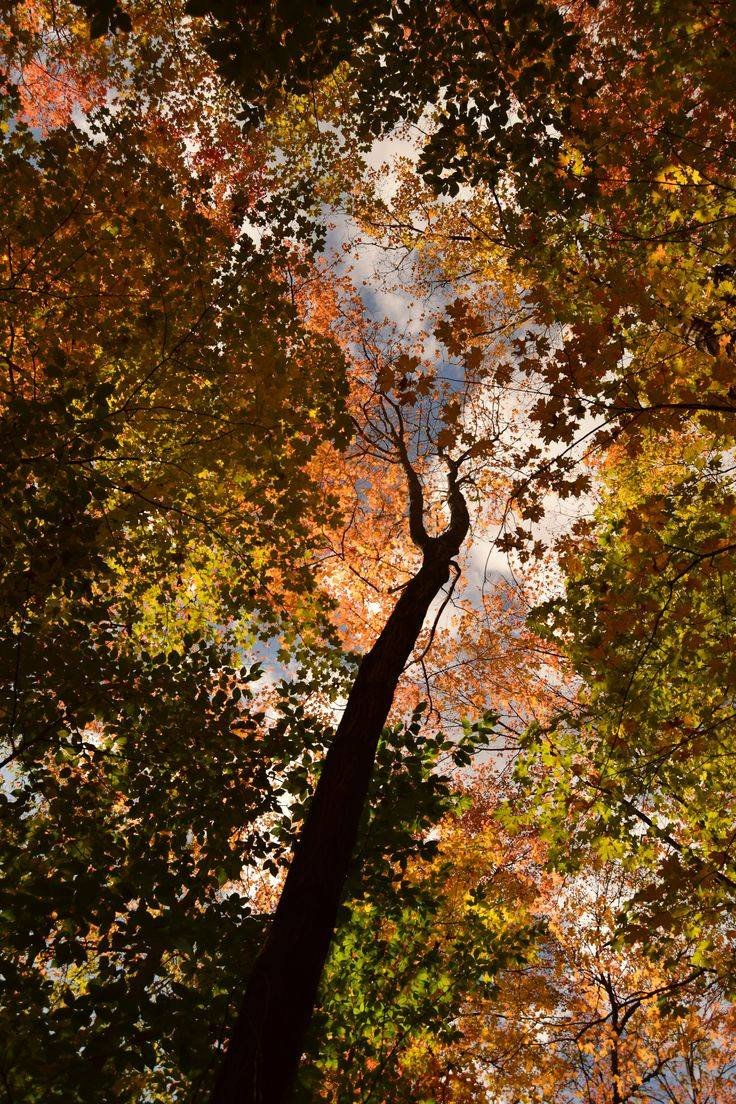 artindetails's tweet photo. spring or autumn? https://t.co/3W9MUiudrB