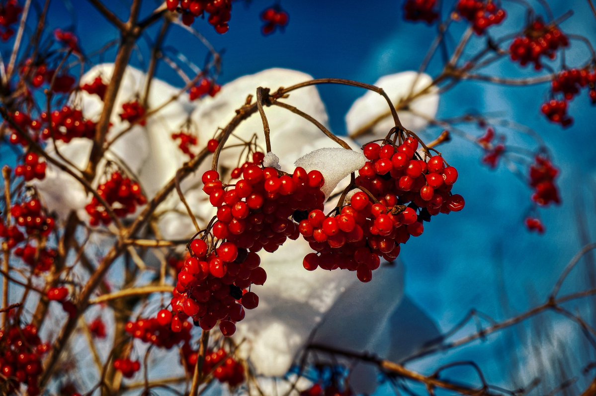 PEKHTography's tweet photo. Frost hugged the berries like it wanted to preserve, not kill them.
Viburnum glows from within—
little lanterns someone forgot to tell it's time to switch off.
Winter tests for durability.
Red on white isn't SOS.
It's a signature🫀🌬️
#Nature #SlowArt #WinterPhilosophy #QuietMagic https://t.co/dImy4lIgXc