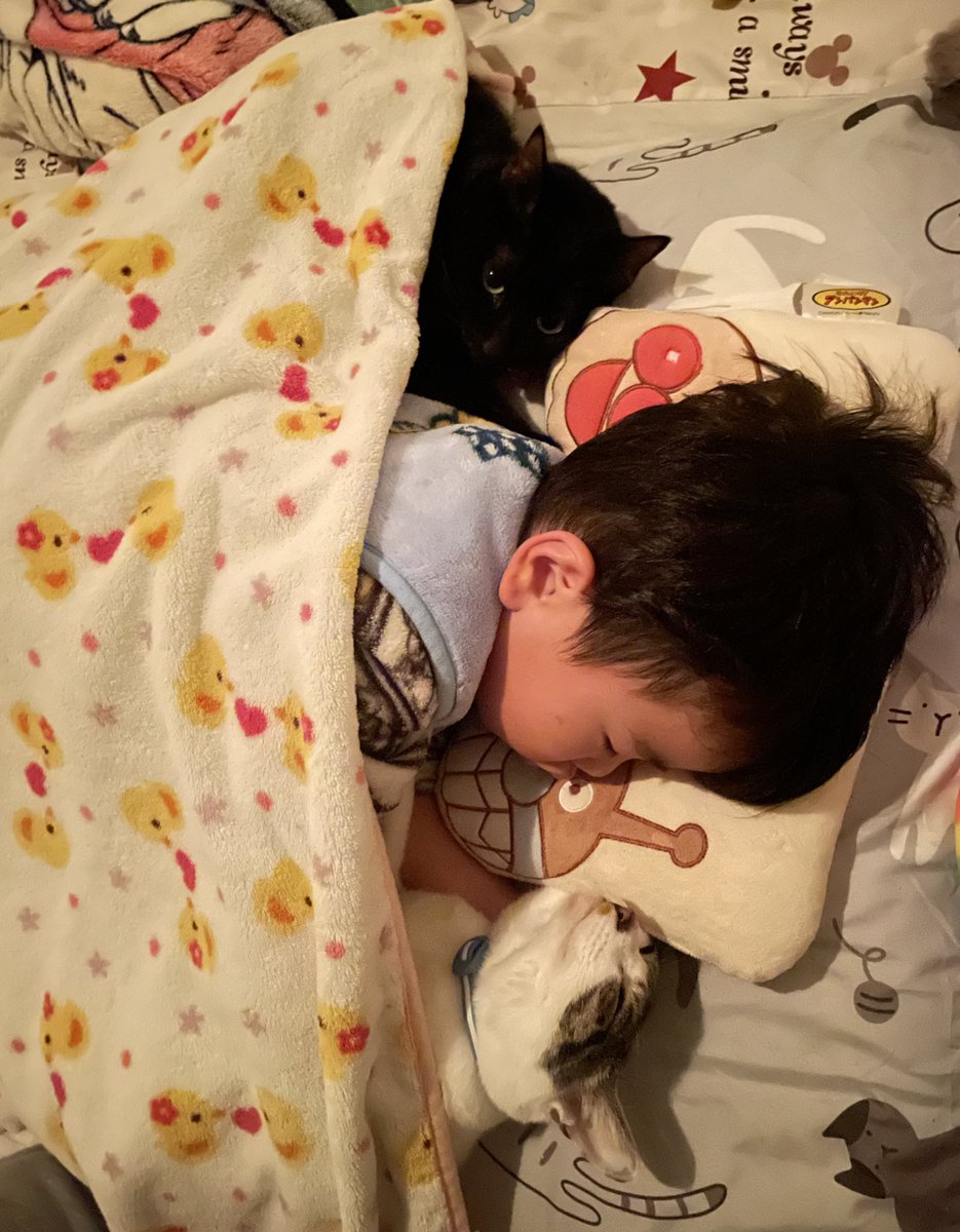 R453374510's tweet photo. 夜寝る前に猫ちゃん達が
見当たらないので
探した結果がこちらです https://t.co/ChPLve0sfd