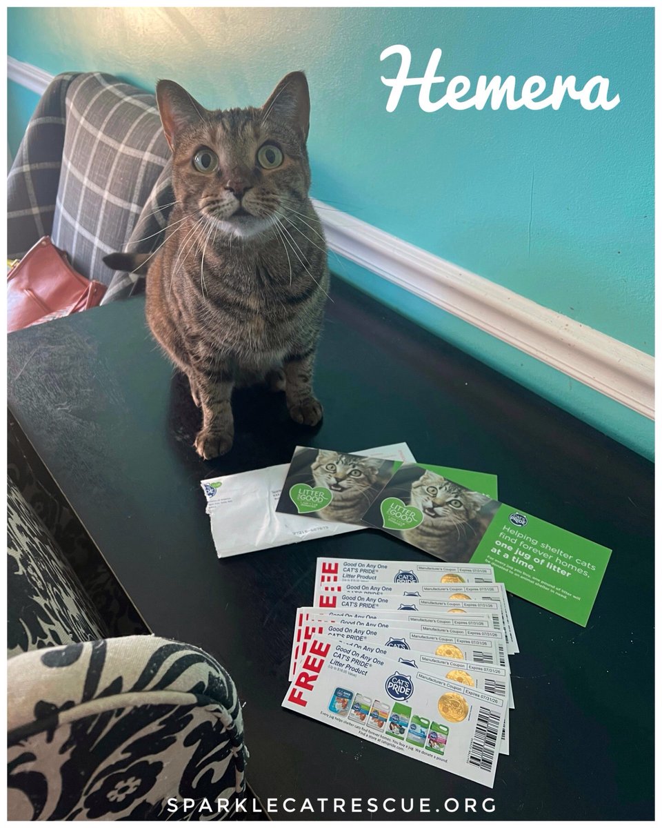 Cat's Pride tweet media