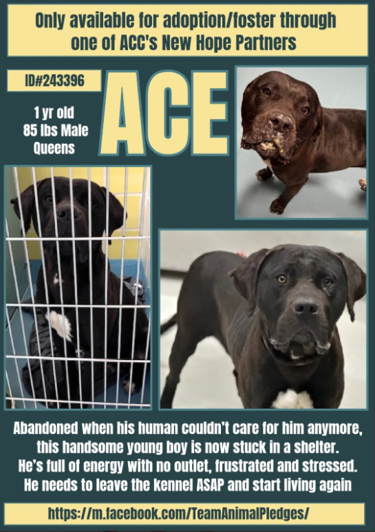 NMBewitched's tweet photo. Luna & Ace💞
Sister & Brother💔
BIGLOVE
This post is for Ace😭
#NewDogontheBlock
https://t.co/iBGpFoKqy0
Rescue Only
#FosterMe #Pledge4Rescue
He has been at ACC for 24 Days
Just came on line🔥
He lived outside, he played outside & ran around
Loves to talk, get pets & feel secure
All that is gone, now he lives in a cage
Missing his sister & alone for the 1st time
For Ace to survive, he needs a home w/ a yard, toys, someone to guide him & love him
Future Gentle Giant
#FightforAce