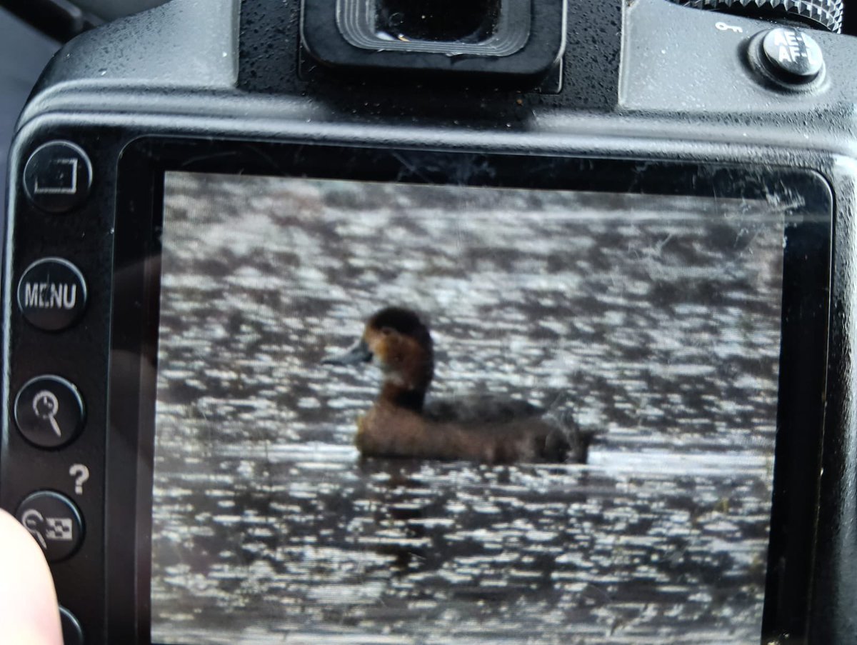 KerryBirdNews's tweet photo. Possible redhead at yganavan, Distant per Brian Power https://t.co/SADWTYHUJB