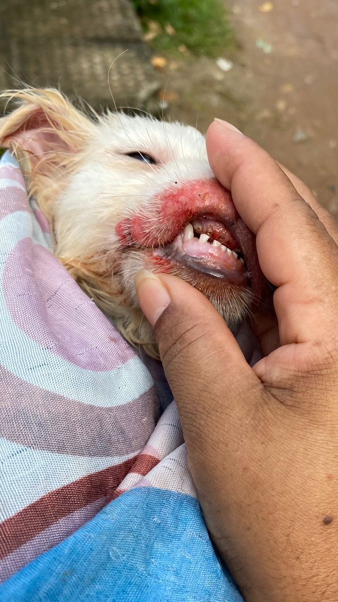 Polícia Civil prende homem que realizou maus-tratos a animal em Olinda. Toque no link blogdoedvaldomagalhaes.com.br/index.php/2026…