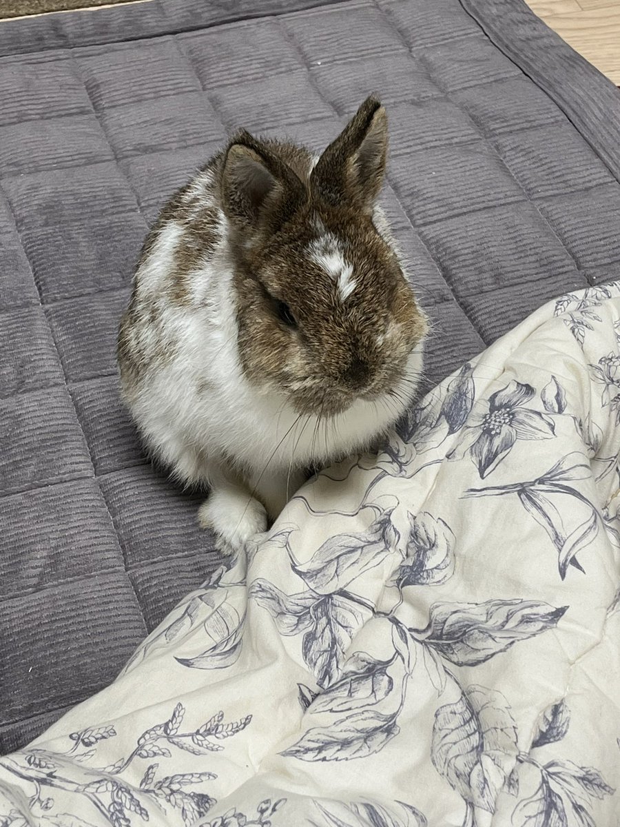 앞발이 시렵대요