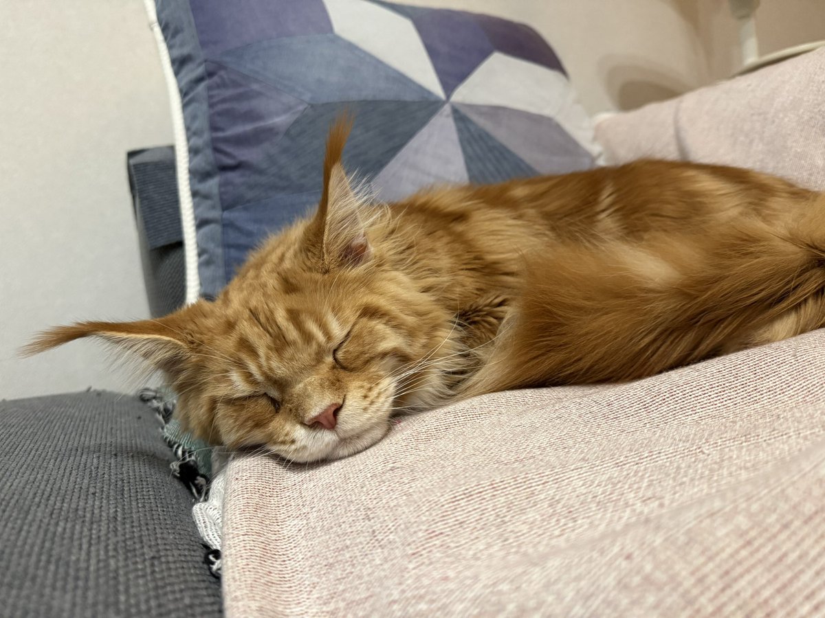 iddeee's tweet image. おやすみにっぽん