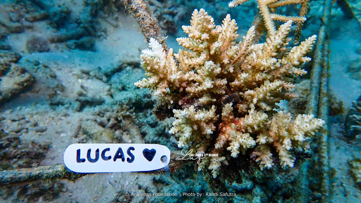 Happy birthday, Cas 🥳
You shine in ways you don’t even realise, and I hope this year brings you peace, joy, and the gentlest kind of happiness ❤️

#ActorLUCASis27
#우리태양_루카스_생일축하해
#黄旭熙0125生日快乐
#루카스버블 
#WeLoveYouLucas