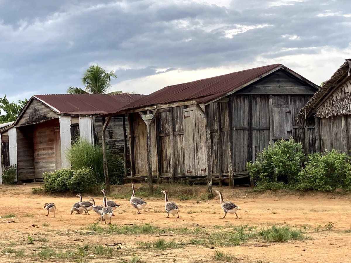 Candidier206's tweet photo. 𝐀 𝐫𝐞𝐦𝐚𝐫𝐤𝐚𝐛𝐥𝐞 𝐬𝐦𝐚𝐥𝐥 𝐬𝐜𝐚𝐥𝐞 𝐯𝐢𝐥𝐥𝐚𝐠𝐞 𝐩𝐨𝐮𝐥𝐭𝐫𝐲 𝐟𝐚𝐫𝐦𝐢𝐧𝐠 𝐢𝐧 𝐀𝐦𝐛𝐚𝐥𝐢𝐚𝐡𝐚𝐛𝐞, 𝐫𝐮𝐫𝐚𝐥 𝐜𝐨𝐦𝐦𝐮𝐧𝐞 𝐨𝐟 𝐀𝐧𝐭𝐬𝐢𝐫𝐚𝐛𝐞 𝐍𝐨𝐫𝐝, 𝐒𝐚𝐯𝐚 𝐫𝐞𝐠𝐢𝐨𝐧 𝐌𝐚𝐝𝐚𝐠𝐚𝐬𝐜𝐚𝐫. https://t.co/BaUwZ8GeVE