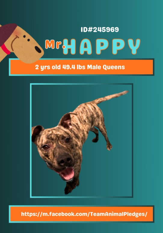 NMBewitched's tweet photo. #NYCACC named him Mr Happy
#NewDogontheBlock
https://t.co/4Da0dUMVh8
#AdoptMe
Upon arrival, named Mr Happy in a place that calls dogs "Windex"
Placed immediately on the #Adoption floor
1st Kennel on the right
They really like this boy
But only 1 photo🔥
"Happy, playful & cute"
#IceStorm