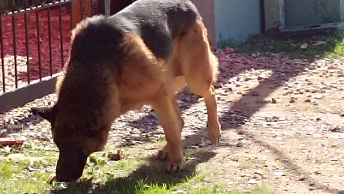 emekavoces's tweet image. ‼️🐾🐾 #ATENCION Los vecinos de barrio Hipódromo me reportan que cayó un perro ovejero alemán desde una camioneta en Ruta 39 mano Maldonado a San Carlos. Este animal quedó allí en el barrio. El conductor de la camioneta nunca se percató que el perro cayó al pavimento. El animal…