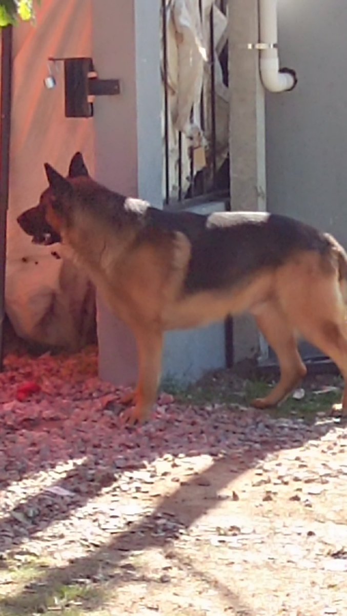 emekavoces's tweet image. ‼️🐾🐾 #ATENCION Los vecinos de barrio Hipódromo me reportan que cayó un perro ovejero alemán desde una camioneta en Ruta 39 mano Maldonado a San Carlos. Este animal quedó allí en el barrio. El conductor de la camioneta nunca se percató que el perro cayó al pavimento. El animal…