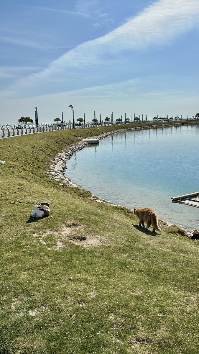 النُّور tweet media