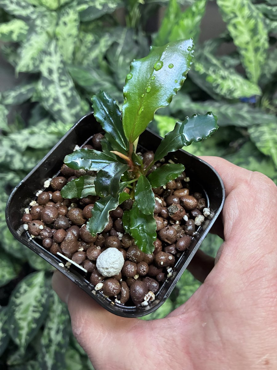 ブセファランドラ ウンティコン TB ムルンラヤ LA0515-03 #TB便 #LA便