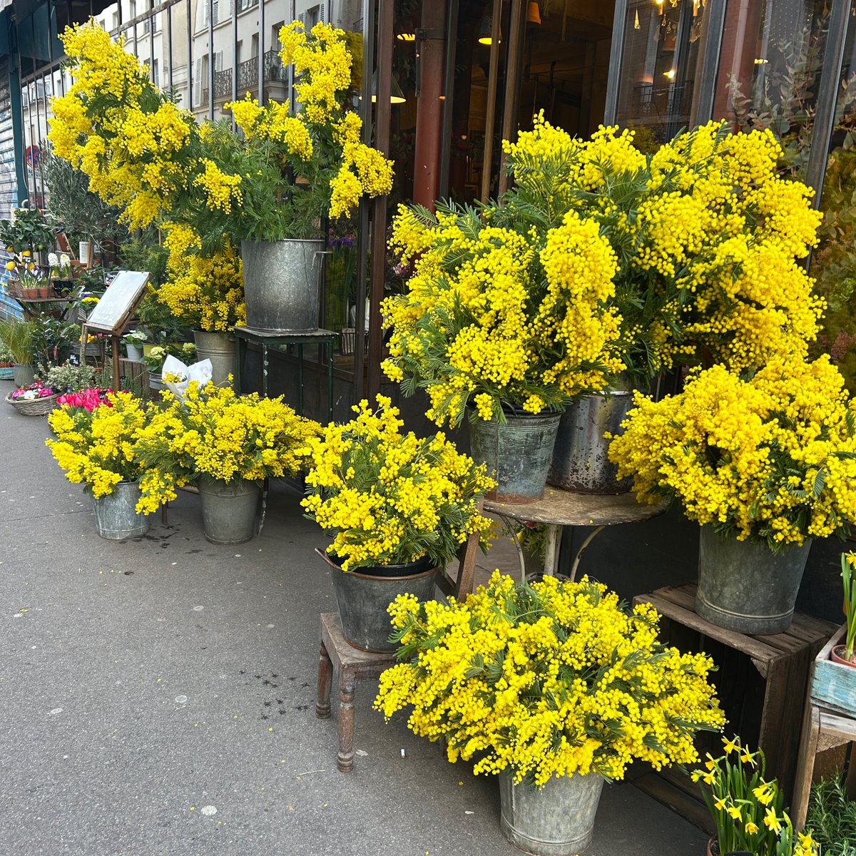 _omori_miki's tweet image. 土曜日のパリ。

こちらのお花屋さんの軒先にも、見事なまでに沢山のミモザが置かれていました。

とても綺麗な花の黄色が気分を明るくしてくれます。