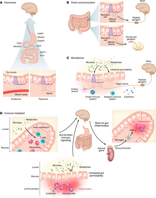 Where are we with targeting gut-brain communication to manage diseases?

This timely review delves into advances in this fascinating area of research

<a href="/jclinicalinvest/">Journal of Clinical Investigation</a> 
jci.org/articles/view/…