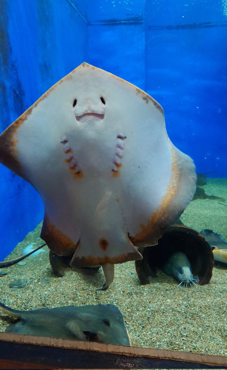 かず⭐ (@7415kazu) / Posts / X