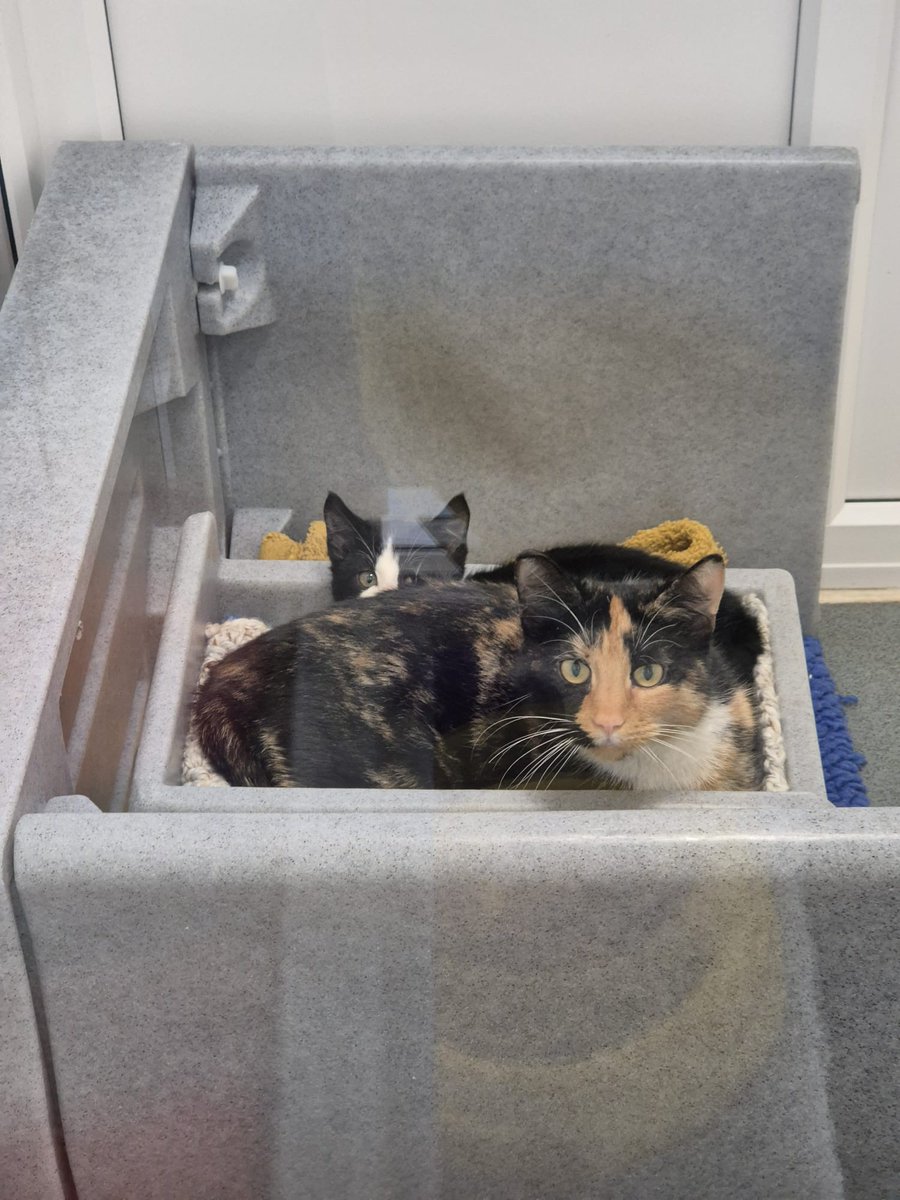 CatsTyneside's tweet image. Do you recognise these cats? ‼️

This lovely mother and son duo were brought into our centre after they were found straying in the NE29 area, they aren't chipped.

If you have any info, please contact us on: 
📧 enquiries@tynesideac.cats.org.uk | 📞 0191 653 1052 

Thank you ♥️