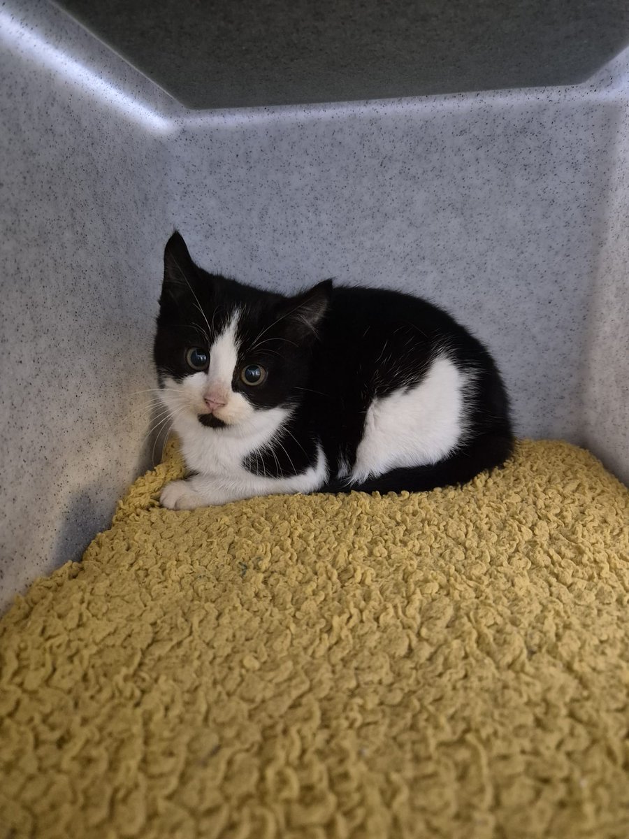 CatsTyneside's tweet image. Do you recognise these cats? ‼️

This lovely mother and son duo were brought into our centre after they were found straying in the NE29 area, they aren't chipped.

If you have any info, please contact us on: 
📧 enquiries@tynesideac.cats.org.uk | 📞 0191 653 1052 

Thank you ♥️